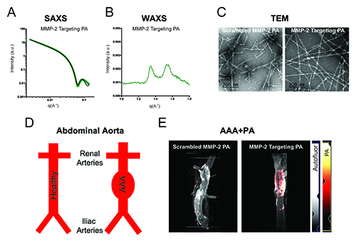 Targeting Abdominal Aortic Aneurysms Advanced Photon Source